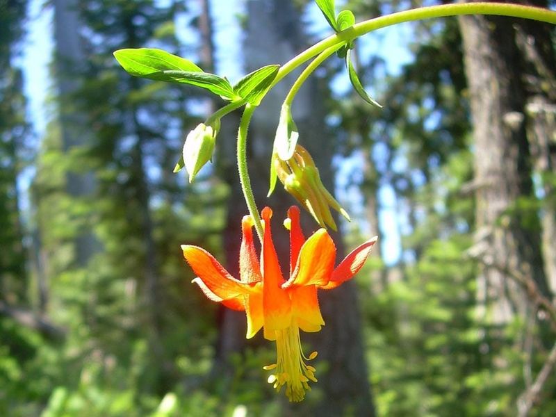 Western Columbine (Aquilegia formosa) Western Columbine (Aquilegia formosa)