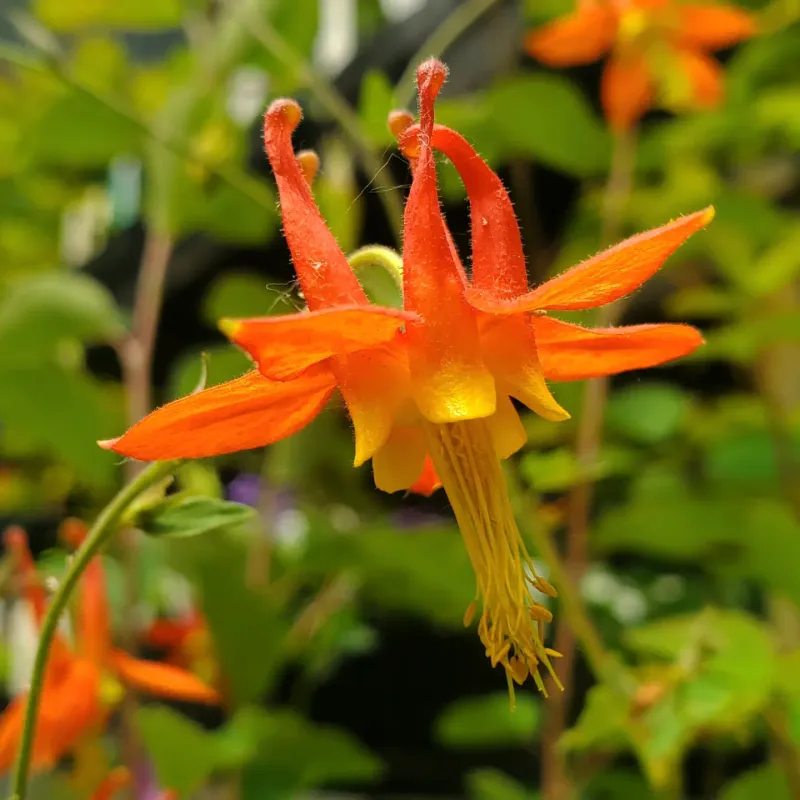 Western Columbine Western Columbine