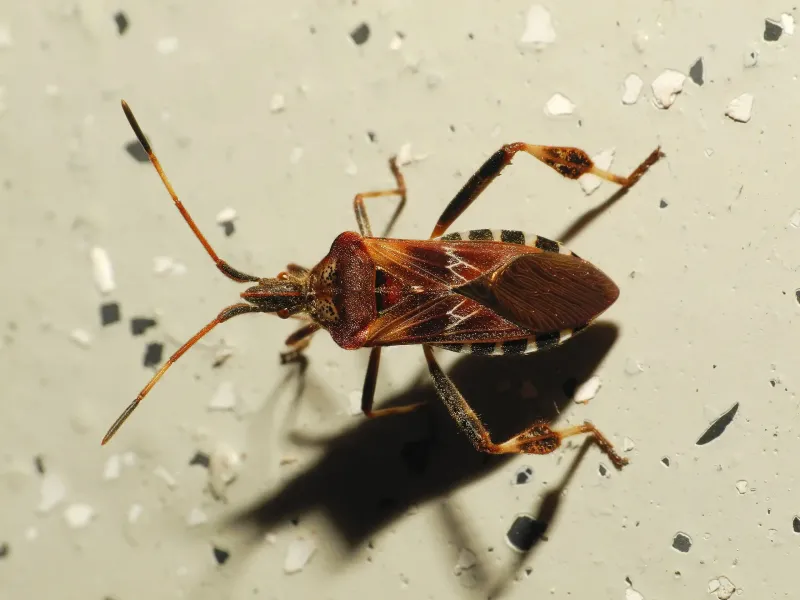 Western Conifer Seed Bug Is The Giant Lookalike