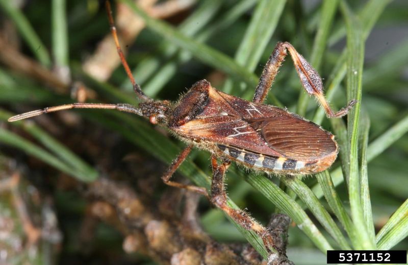 Western Conifer Seed Bugs Western Conifer Seed Bugs
