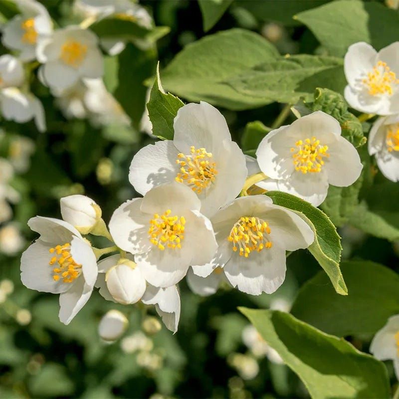 Western Mock Orange Builds Stronger Roots Over Winter