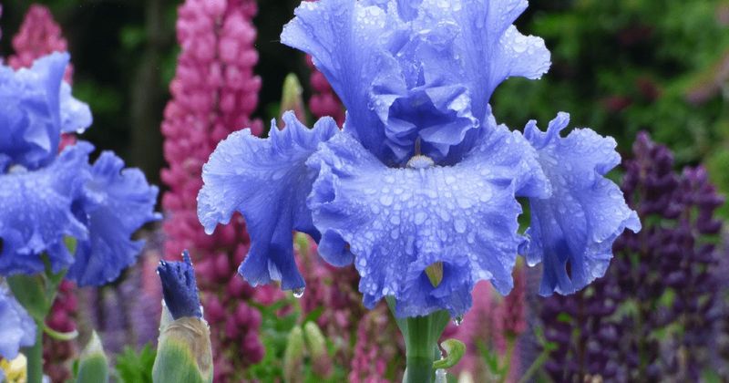 Western Oregon gives it the right seasonal rhythm