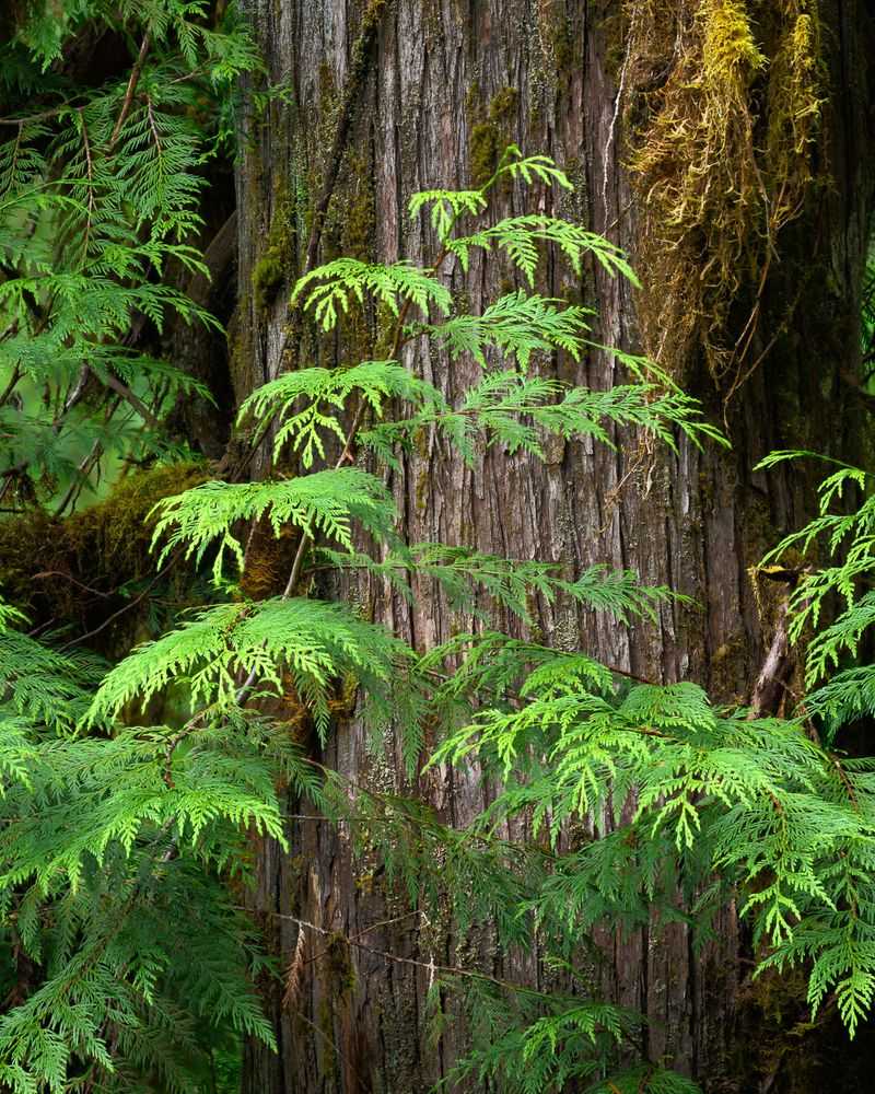 Western Red Cedar