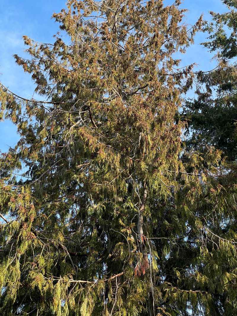 Western Red Cedar Western Red Cedar