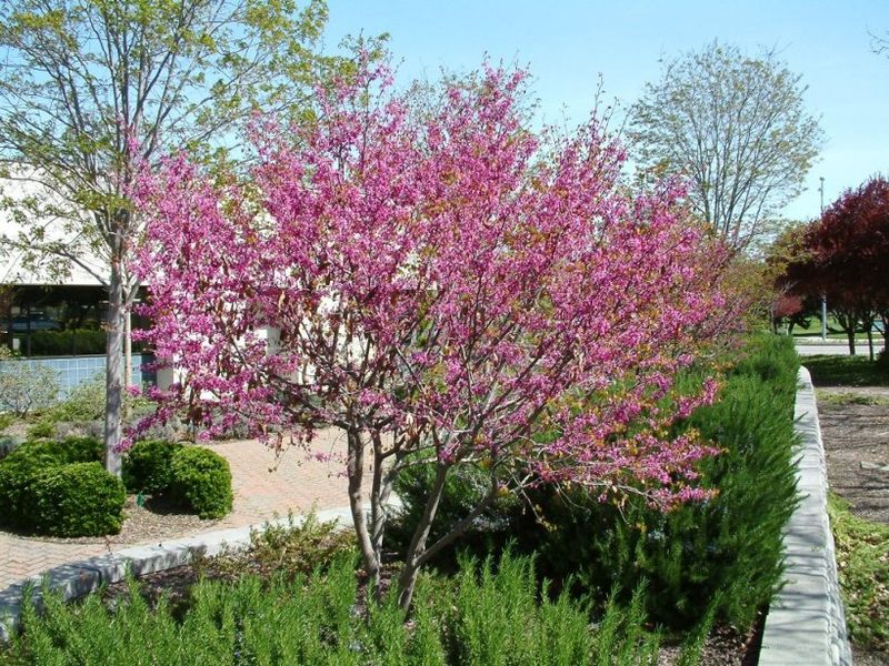 Western Redbud Western Redbud