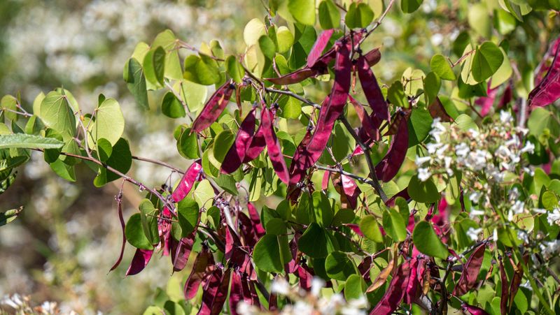 Western Redbud Pods Hold Seed Through Fall Western Redbud Pods Hold Seed Through Fall
