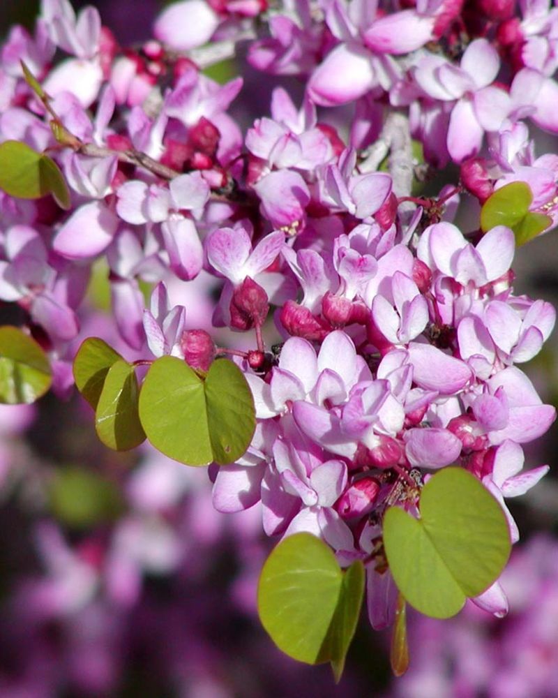Western Redbud Rewards An Early Start Western Redbud Rewards An Early Start