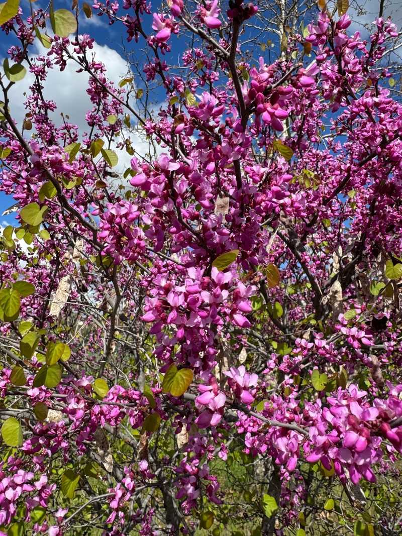 Western Redbud
