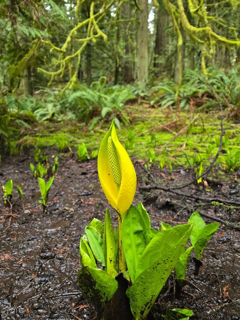 Western Skunk Cabbage For Shady Forest Seeps Western Skunk Cabbage For Shady Forest Seeps
