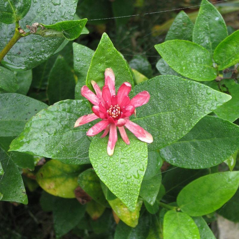 Western Spicebush Benefits From A Longer Rooting Season