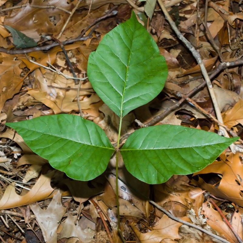 Western poison ivy is a separate Arizona possibility