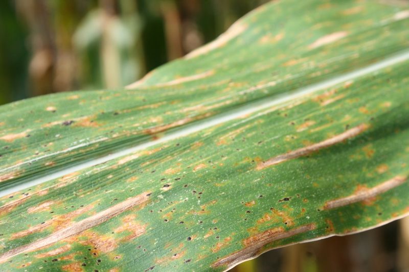 Wet Conditions Can Increase Disease Risk