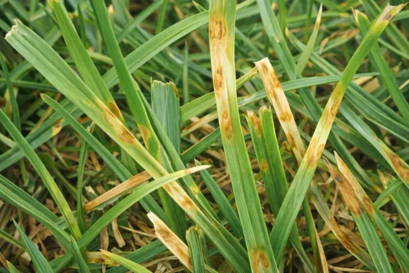 Wet Grass Through The Night Gives Fungus Better Conditions