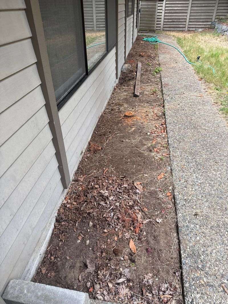 Wet Leaves Trap Moisture Against Walls Wet Leaves Trap Moisture Against Walls