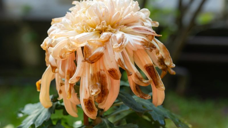 Wet Petals Invite Fungal Disease Wet Petals Invite Fungal Disease