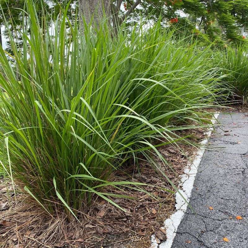 Wet Soil Around Fakahatchee Grass Can Bring Snake Prey Closer Wet Soil Around Fakahatchee Grass Can Bring Snake Prey Closer
