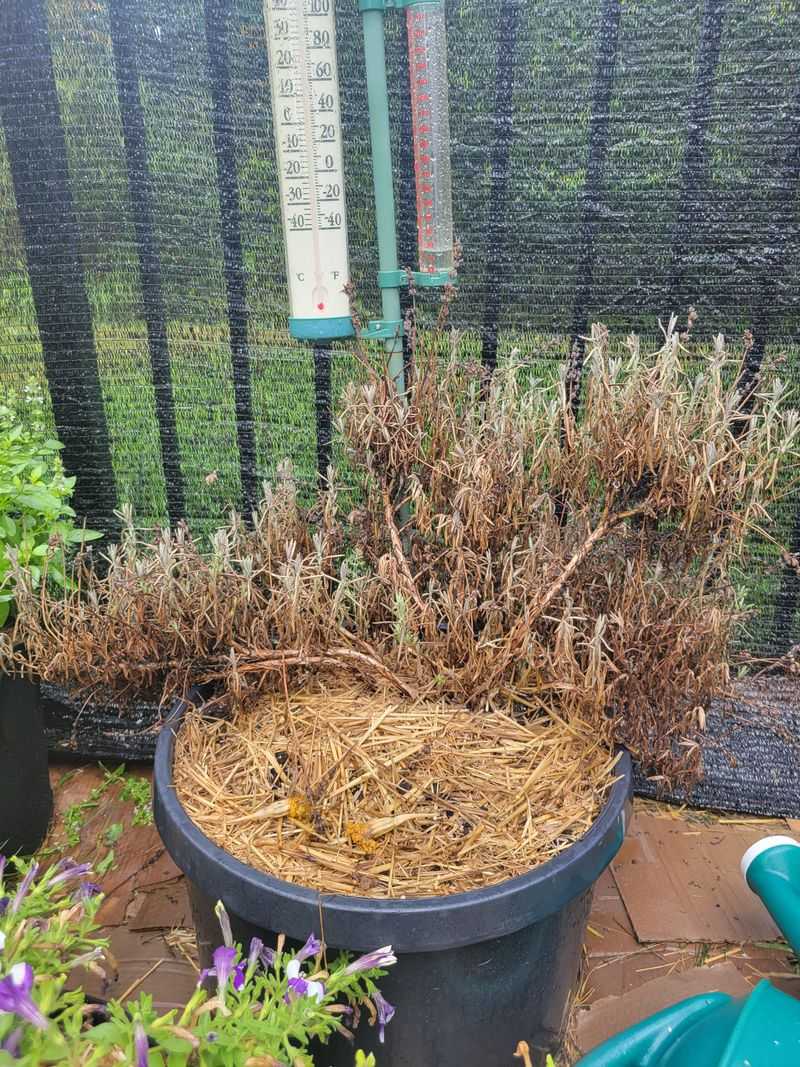 Wet Soil Can Stress The Plant From Below Wet Soil Can Stress The Plant From Below