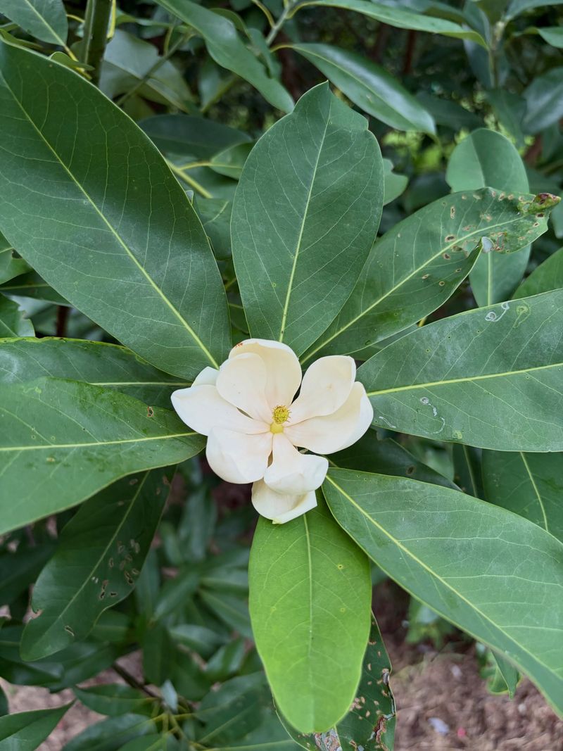 Wet Soil Is Easier For This Native To Handle Wet Soil Is Easier For This Native To Handle