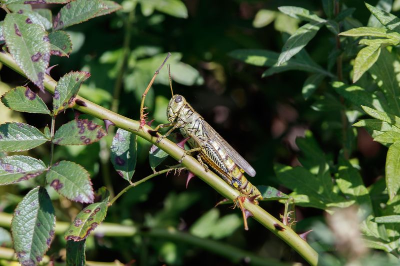 What A Big Hatch Says About The Wider Ecosystem What A Big Hatch Says About The Wider Ecosystem