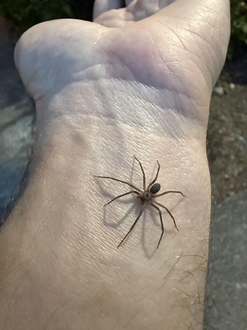 What A Bite Really Looks Like, And Why Panic Rarely Helps