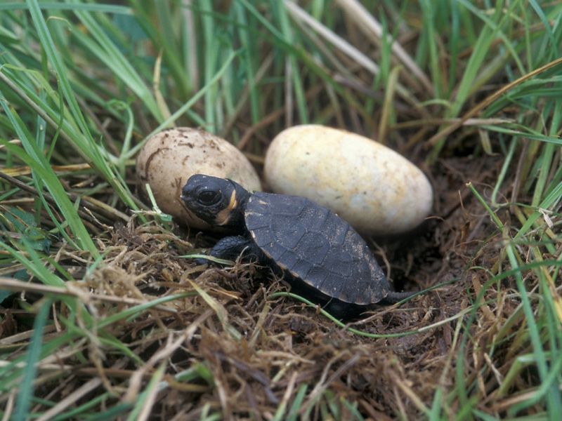 What A Successful Recovery Would Actually Look Like For This Species What A Successful Recovery Would Actually Look Like For This Species