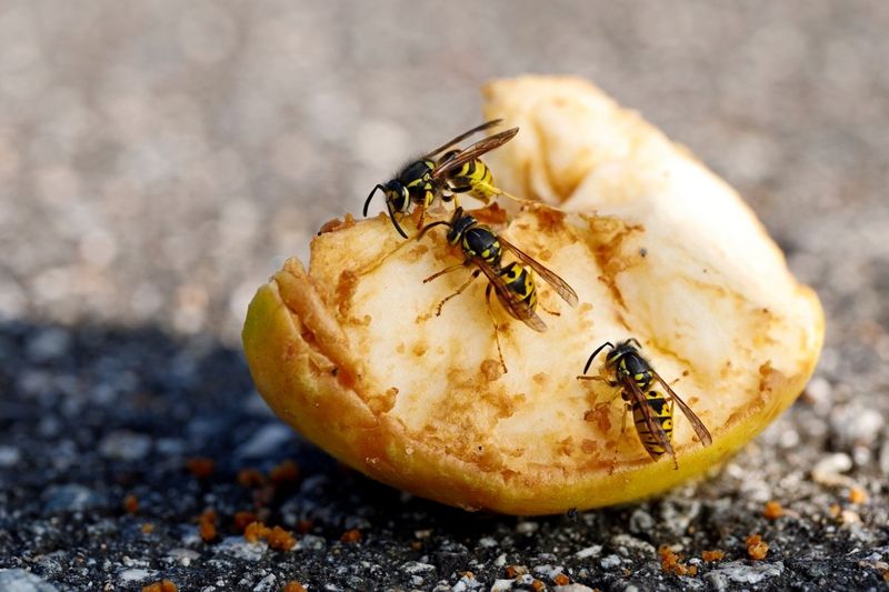 What Actually Attracts Yellow Jackets To Your Yard What Actually Attracts Yellow Jackets To Your Yard