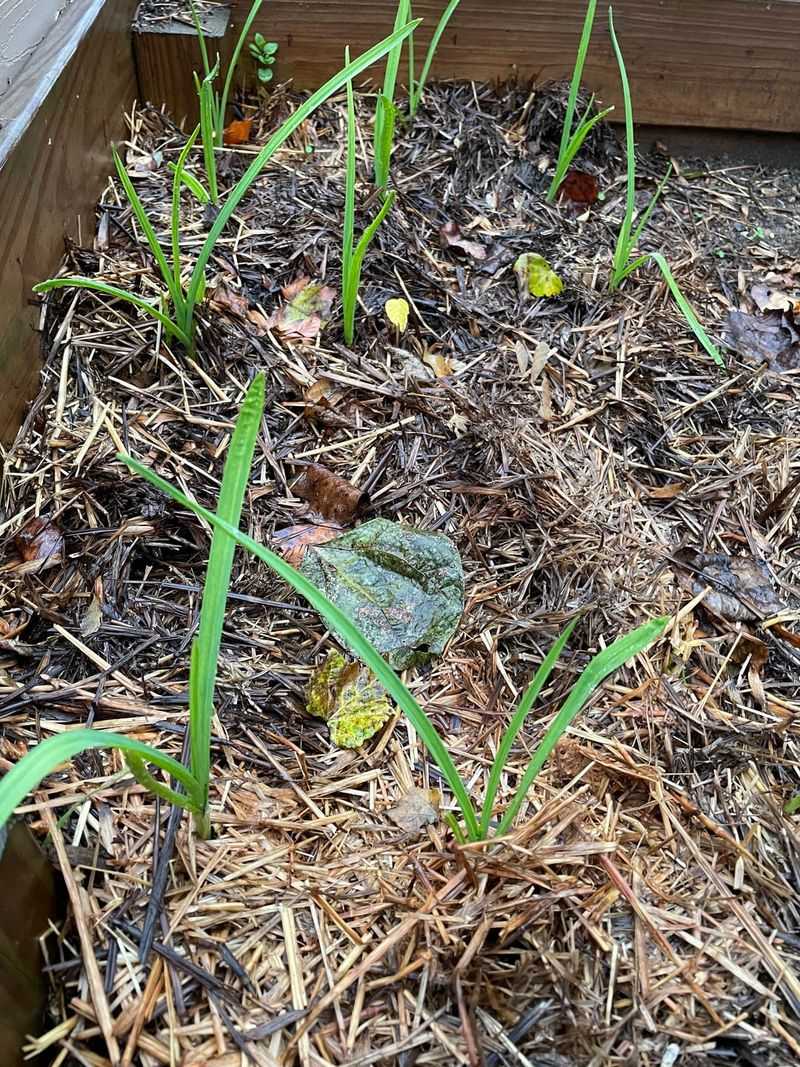What Actually Threatens An Oregon Garlic Crop What Actually Threatens An Oregon Garlic Crop