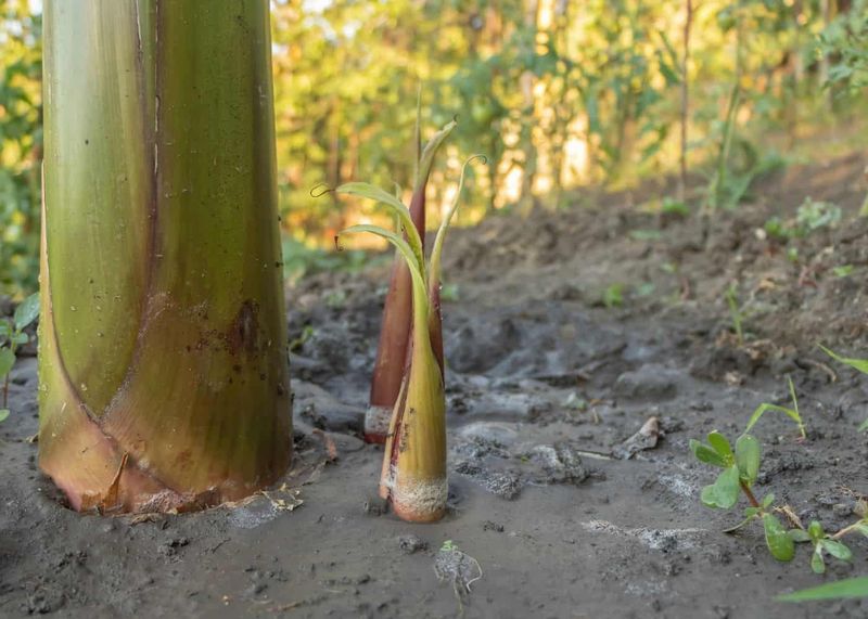 What Arizona Gardeners Can Actually See in 20 Days