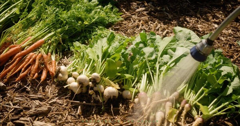 What Arizona Heat Changes in a Vegetable Garden What Arizona Heat Changes in a Vegetable Garden
