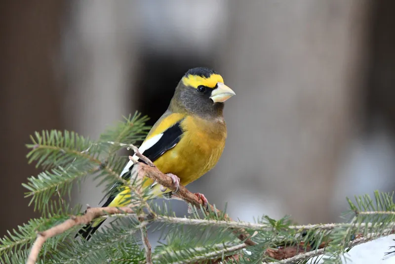 What Attracts Evening Grosbeaks To Backyards What Attracts Evening Grosbeaks To Backyards