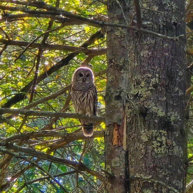 What Barred Owls Hunt Around Wooded Neighborhoods What Barred Owls Hunt Around Wooded Neighborhoods