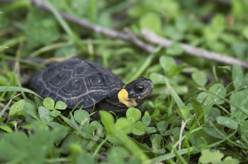 What Bog Turtles Are Actually Doing Right Now What Bog Turtles Are Actually Doing Right Now