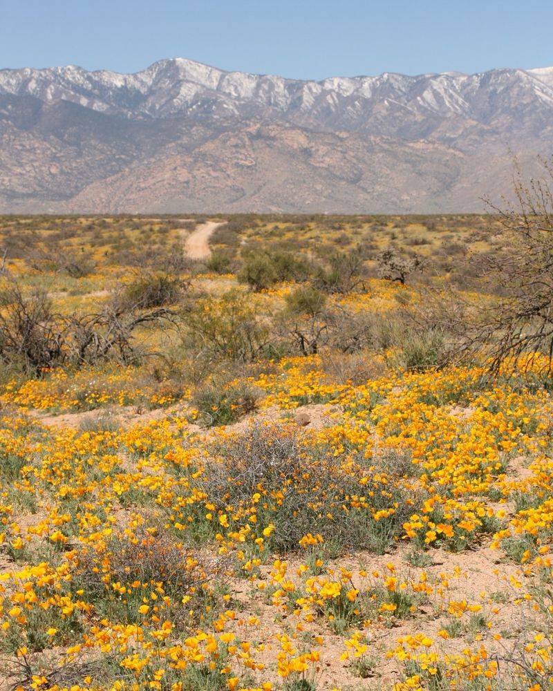 What Brittlebush Adds to an Arizona Yard