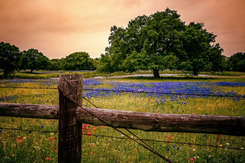 What Caused Bluebonnet Displays To Decline