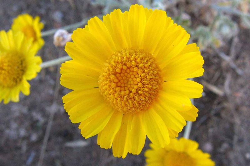 What Desert Marigold Adds to an Arizona Landscape What Desert Marigold Adds to an Arizona Landscape