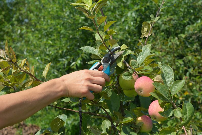 What Dormant Pruning Can—and Cannot—Do for a Wisconsin Apple Harvest