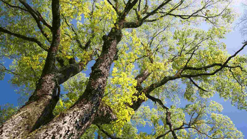 What Draws Elm Seed Bugs To Elm Trees What Draws Elm Seed Bugs To Elm Trees