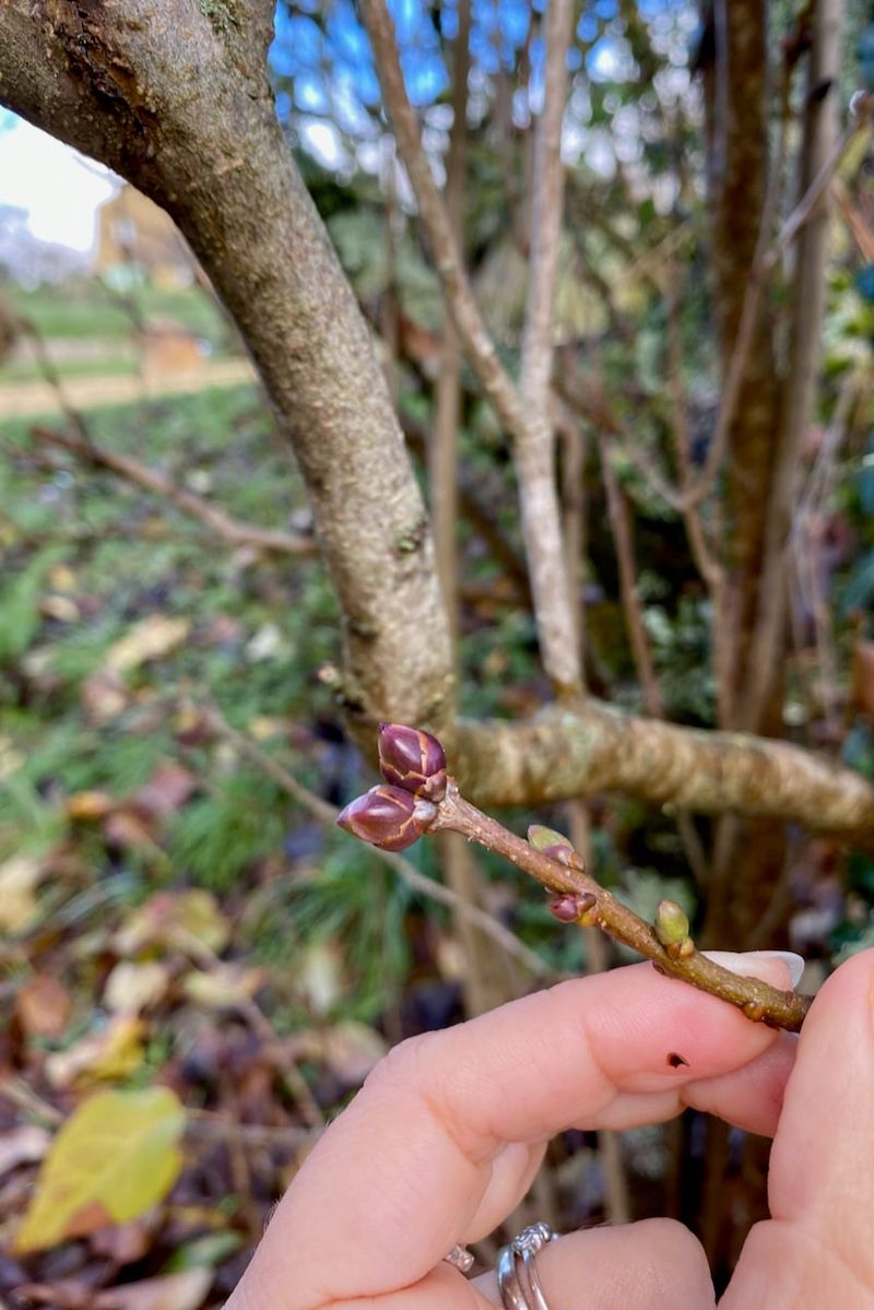 What Dry Roots Cost A Lilac Later