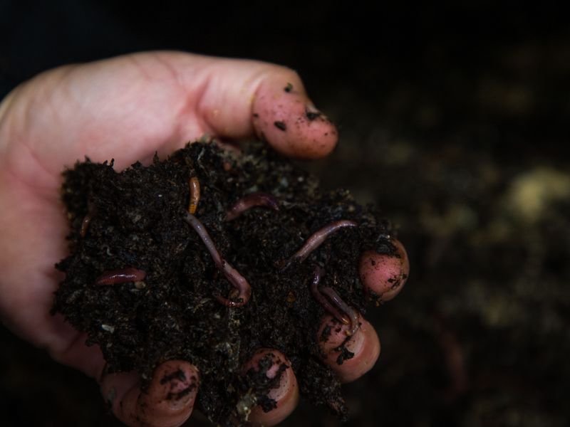 What Earthworms Actually Change in Suitable Soil