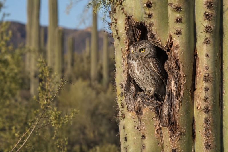 What Elf Owls Actually Eat