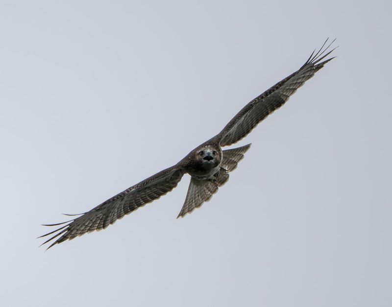 What Happens After The Broad-Wings Move Through