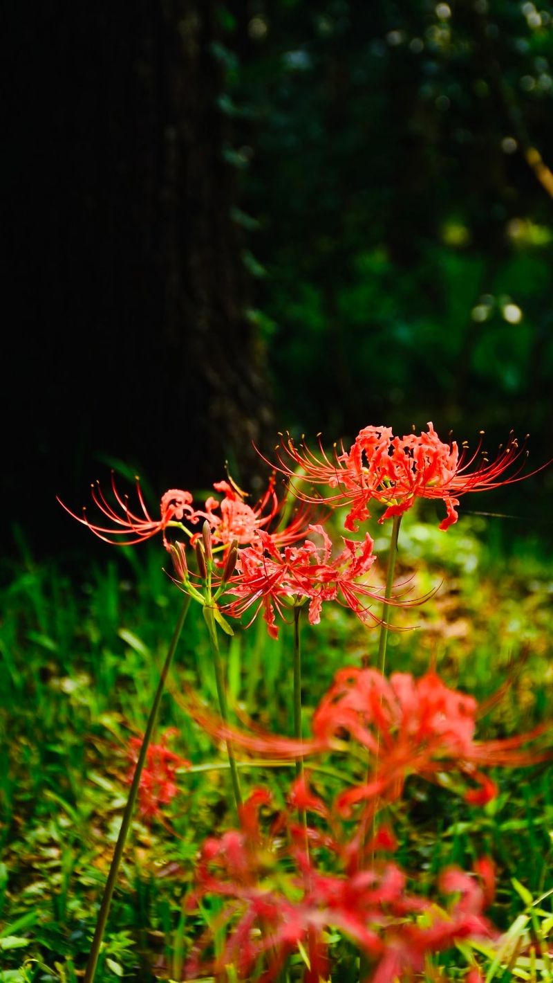 What Happens After The Petals Fade