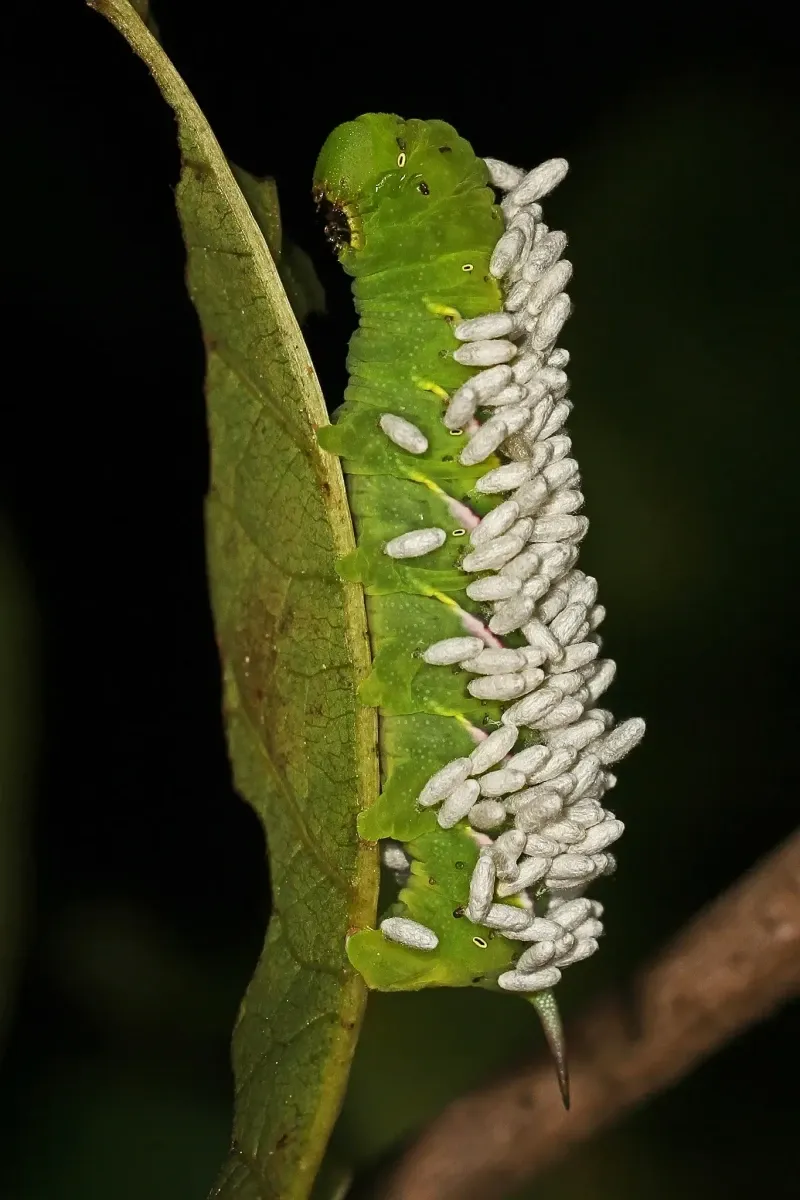 What Happens If You Remove That Caterpillar