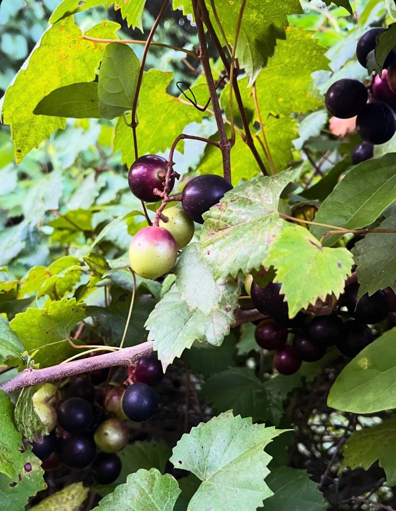 What Happens When Summer Storms Hit Ripening Fruit