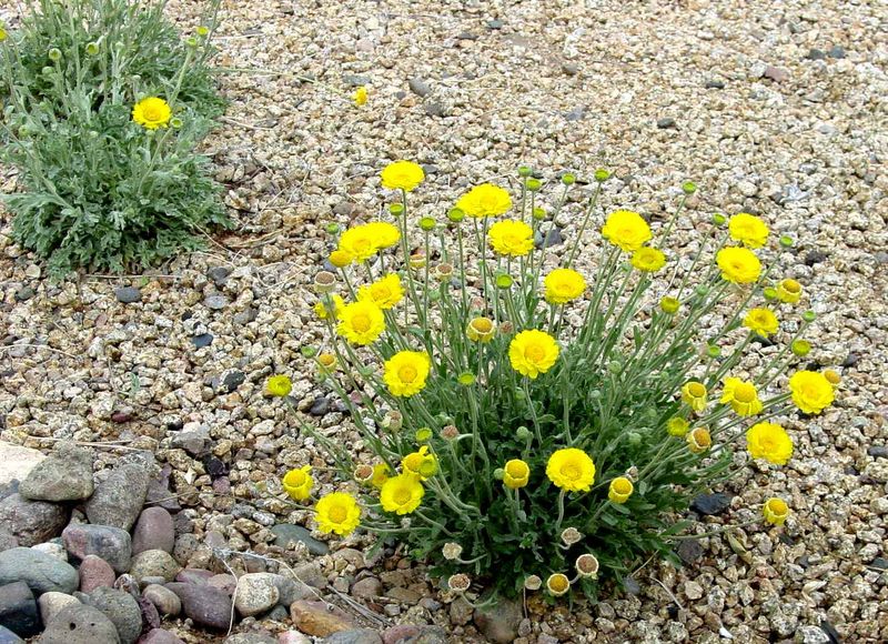 What Helps Desert Marigold Handle Arizona Heat