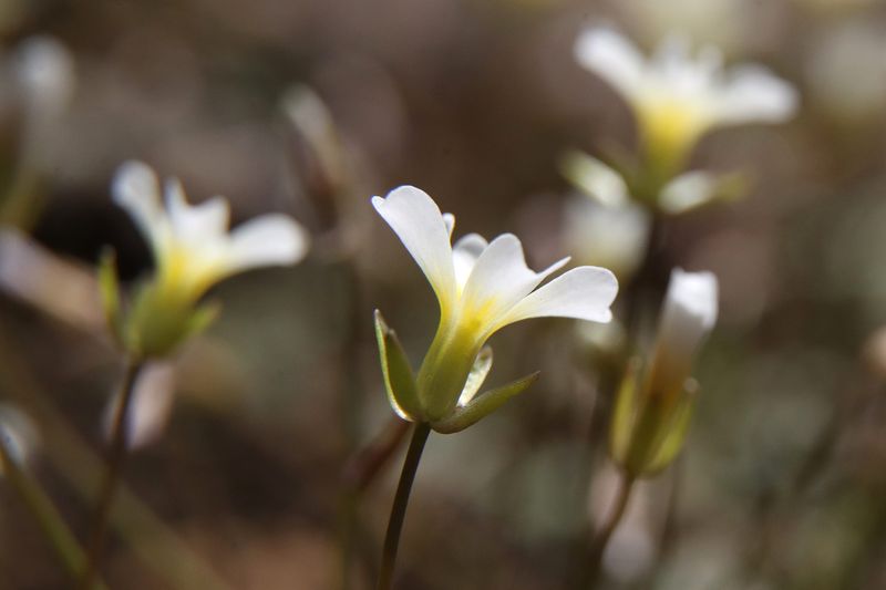 What Is Kentucky Glade Cress And Why Does It Matter