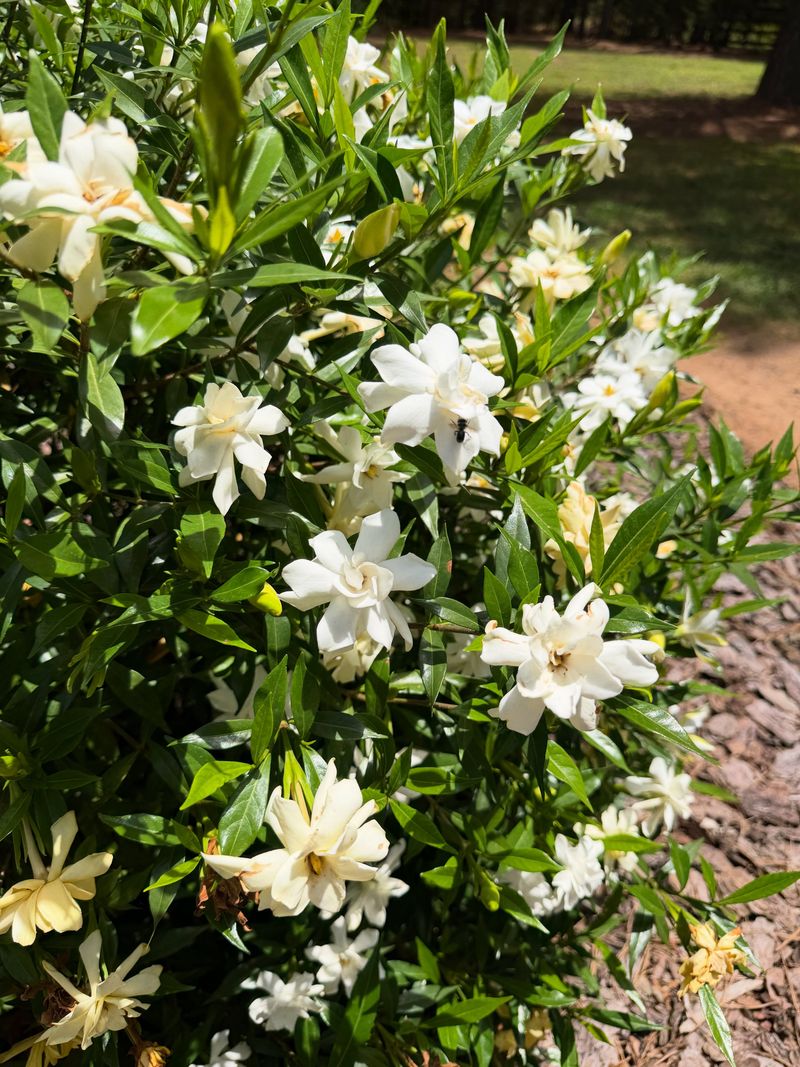 What Makes September Work In North Georgia