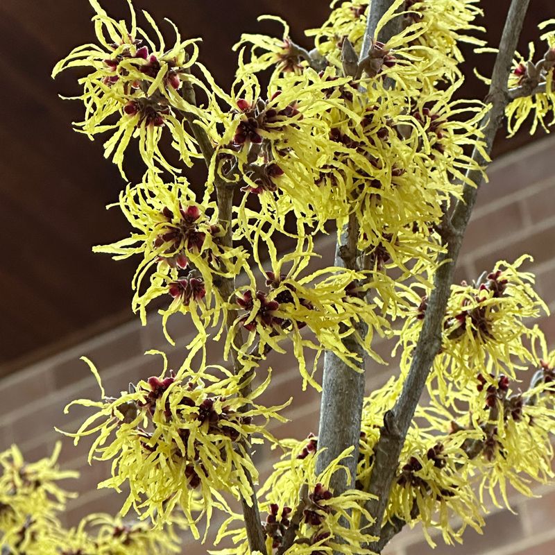 What Makes Witch Hazel Different From Fall Mums