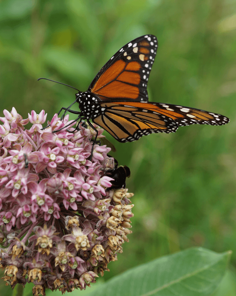 What Monarchs Are Doing When They Stop To Feed What Monarchs Are Doing When They Stop To Feed