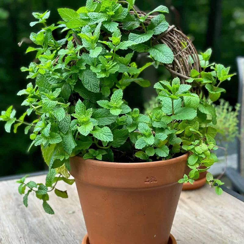 What Spearmint May Actually Do